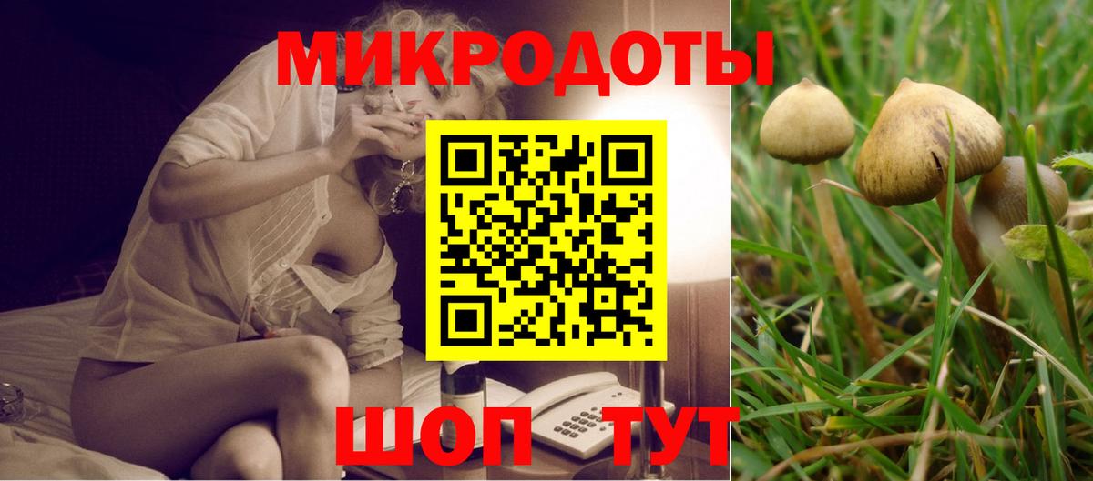 Псилоцибиновые грибы Psilocybe Прохладный